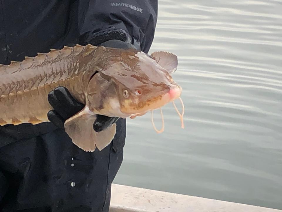 A juvenile lake sturgeon is held before release into Watts Bar Lake. The whiskery barbels allow the lake sturgeon to sense the bioelectricity, and smell, food on the river bottom.