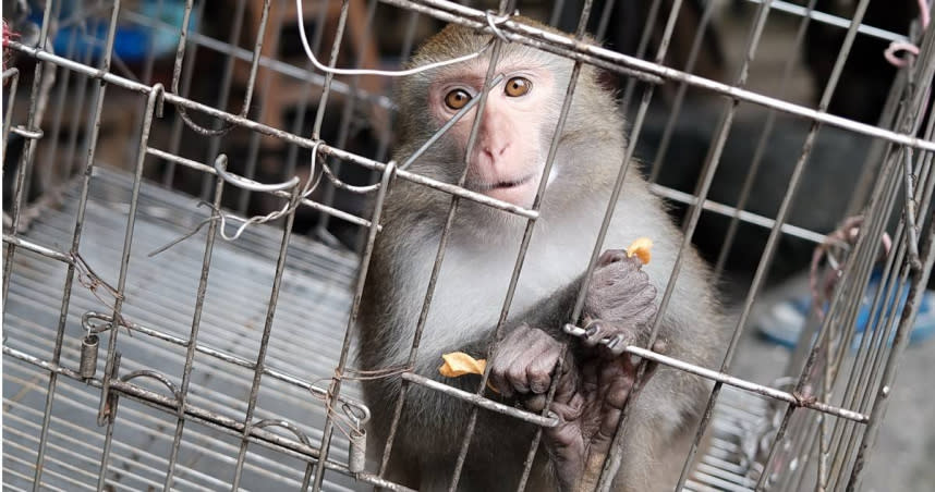台灣獼猴自2019年從保育類動物降級為一般動物，私養案件暴增上百件，有猴子一輩子被關在比狗籠還小的籠子動彈不得，讓人無比心疼。（圖／台灣動物社會研究會提供）