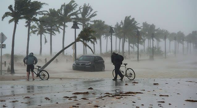 A pair of cyclists brave the elements as Irma's winds bend Fort Lauderdale's palm trees. Photo: AP