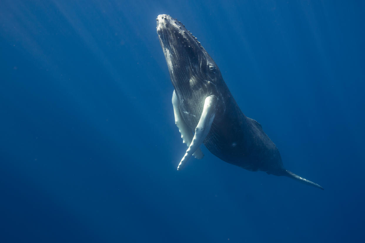 Underwater image of a whale, with rays of light appearing to stream down from above.