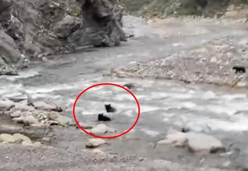 黑熊母親帶2小黑熊要渡溪。（翻攝我是花蓮人畫面）