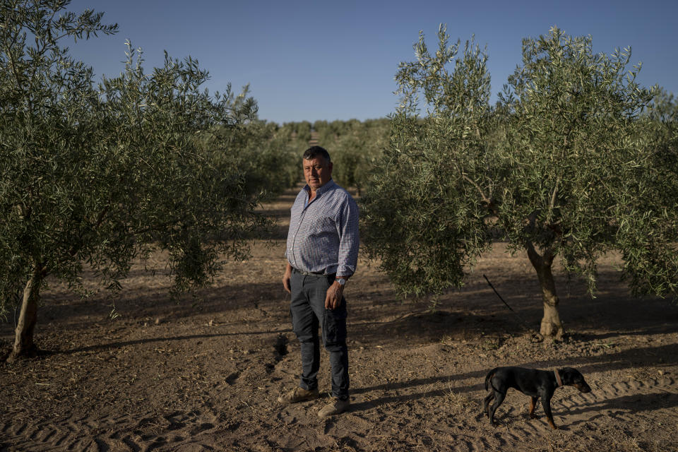 El agricultor Juan Antonio Delgado, de 57 años, posa para un retrato en su olivar en la localidad sureña de Quesada, una población rural en el corazón del olivar español, el viernes 28 de octubre de 2022. España, el mayor productor de aceitunas del mundo, ha visto caer su producción de este año debido a los cambios meteorológicos provocados por el calentamiento global. Un verano extremadamente cálido y seco que mermó los embalses y provocó incendios forestales amenaza ahora al más emblemático de sus cultivos. (AP Foto/Bernat Armangue)