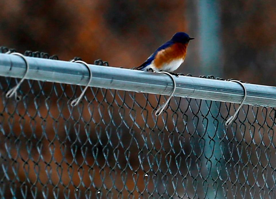 An eastern bluebird perches on a baseball field fence in Leslie Groves Park near Park Street in Richland. It is the first confirmed sighting of an eastern bluebird in Washington state. Bob Brawdy/bbrawdy@tricityherald.com
