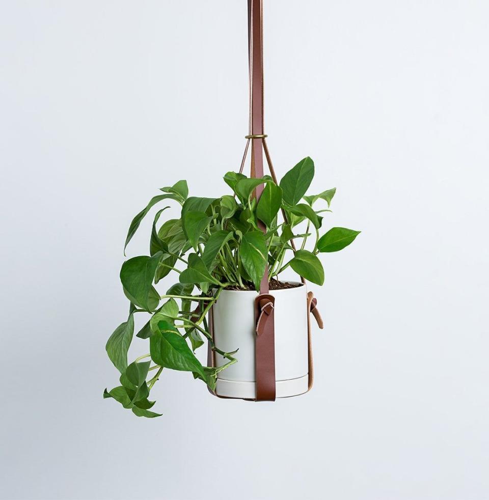 1) Pothos Plant with Cognac Leather Display Hanger