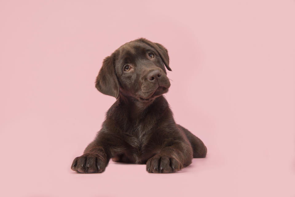 Schon 2013 zeigte eine Studie, dass Hunde in Tierheimen, die die Augenbraue öfter heben, schneller wieder ein Zuhause finden. (Bild: Getty Images)