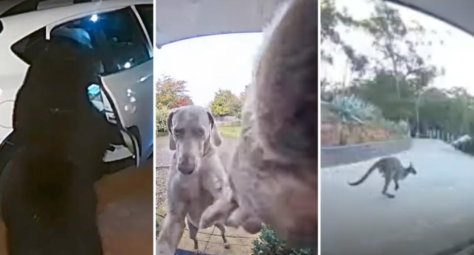 Amazing footage of animals has been captured on Ring doorbells. Source: Ring.com/YouTube/Supplied