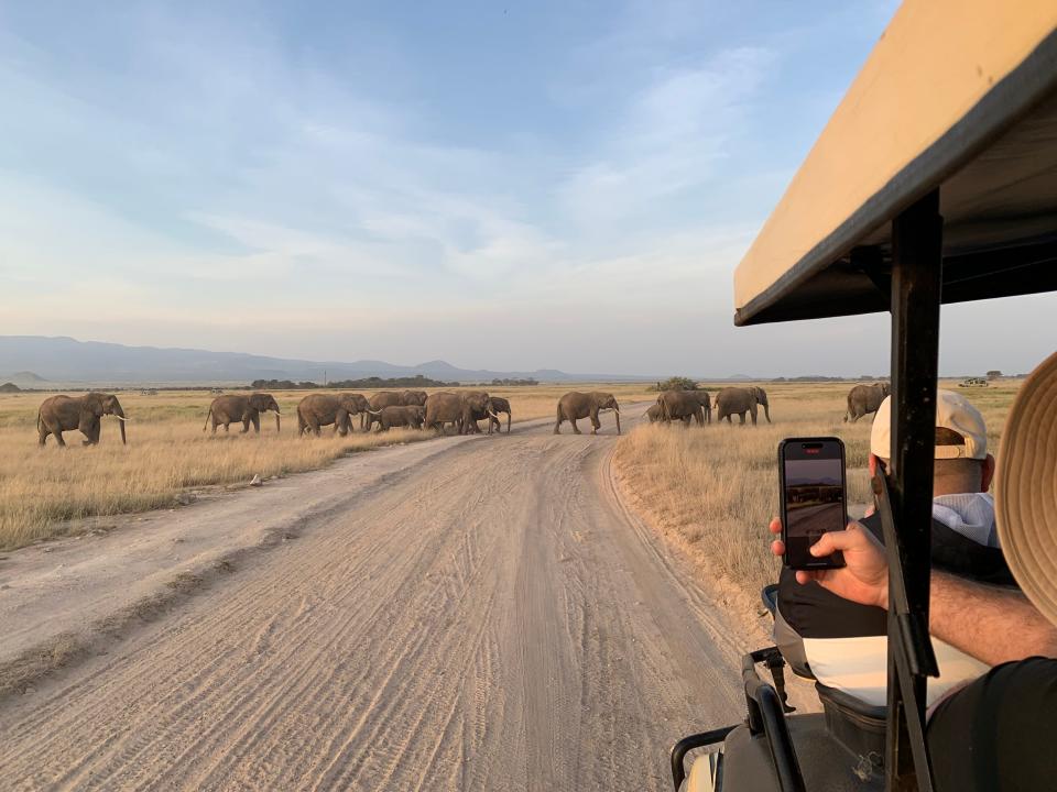 Elephants cross the road in front of a safari vehicle, as someone records a video on their iPhone.