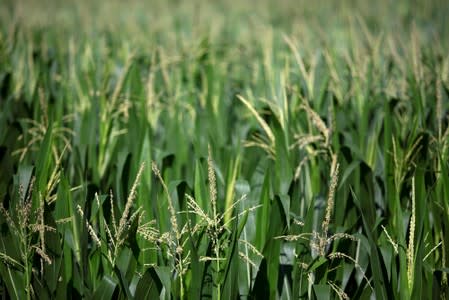 Corn grows in a field outside Wyanet, Illinois