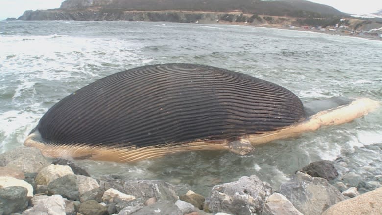 Famous blue whale gets own show at Royal Ontario Museum