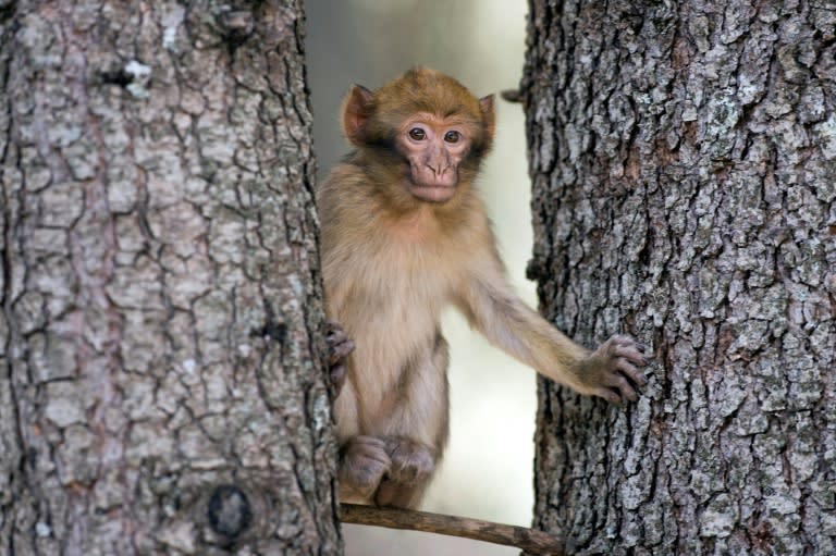 Barbary macaques are taken by poachers and often sold to buyers in Europe for between $110 and $330 (100 and 300 euros) despite laws forbidding the trade. 