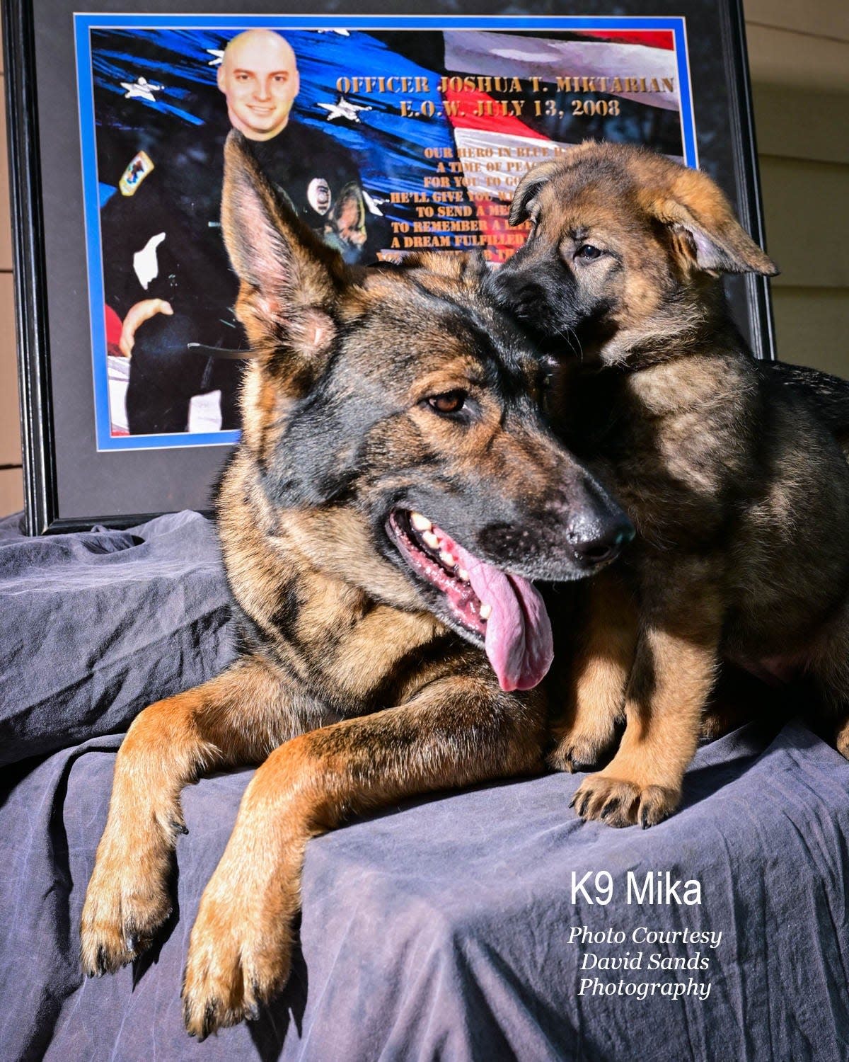 Nala, a German shepherd owned by Holly Miktarian and her family, with her puppy Mika, who will be Streetsboro's next K-9.