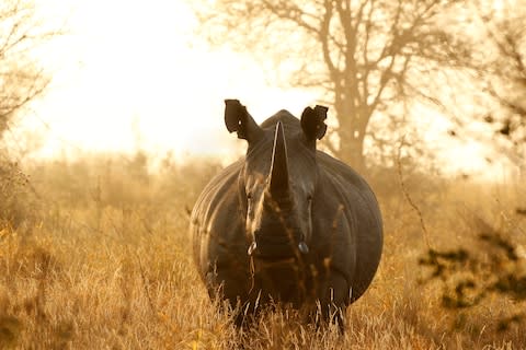 Stopping rhino poaching is a huge task - Credit: GETTY