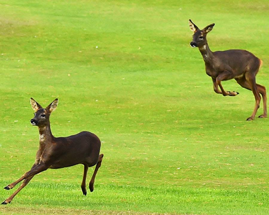 Achtung, Rehe! Zum Glück trifft aber kein Golfball die Tiere - dazu sind sie einfach auch viel zu flink