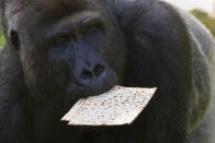 <p>A gorilla eats matzo, the traditional unleavened bread for Passover, at the Ramat Gan Safari, near Tel Aviv, Israel, April 6, 2017. (Photo: Sebastian Scheiner/AP) </p>