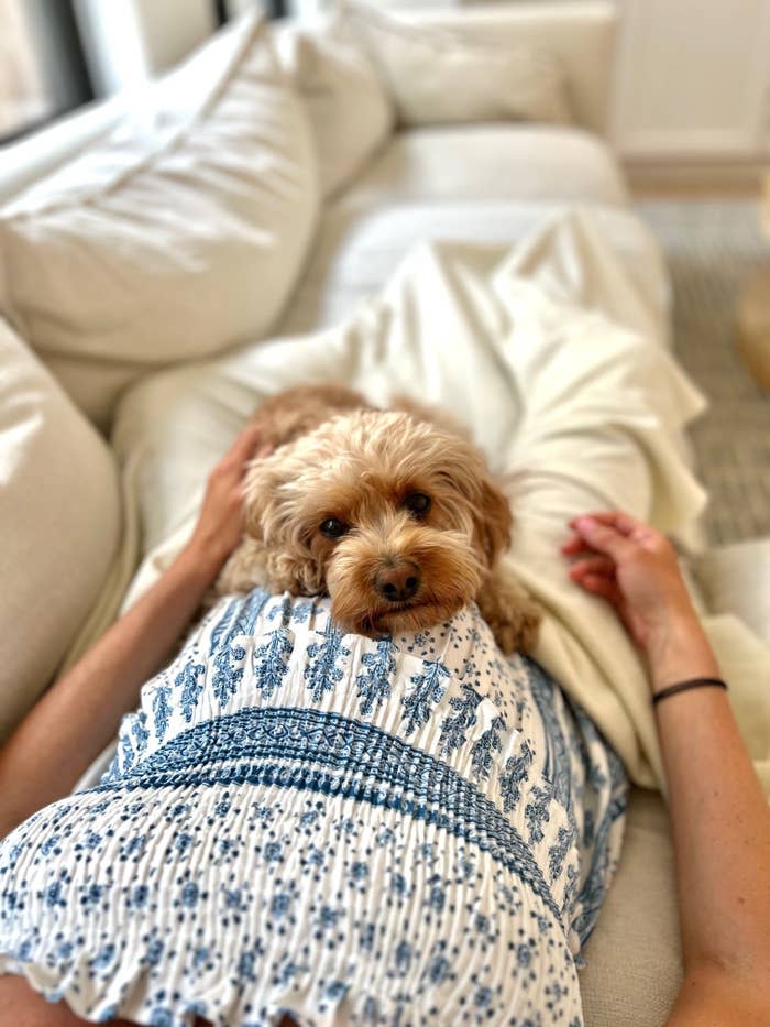 My dog resting on my baby bump.