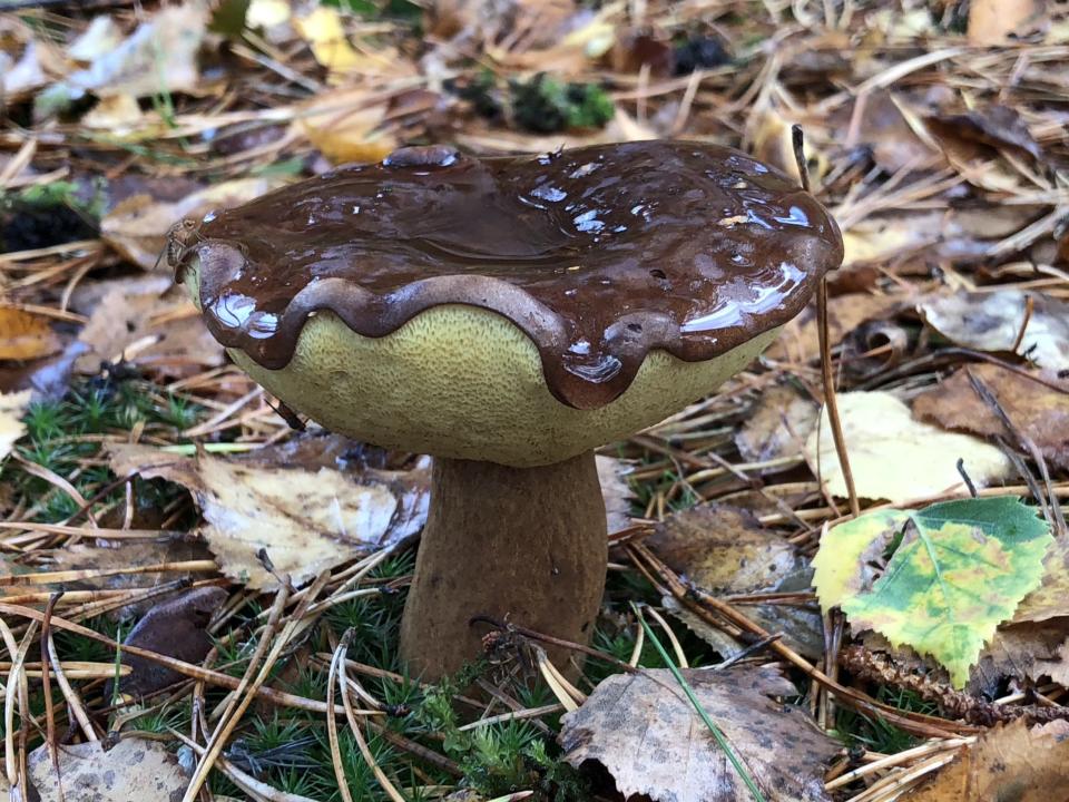 Lecker? Dinge, die wie Essen aussehen