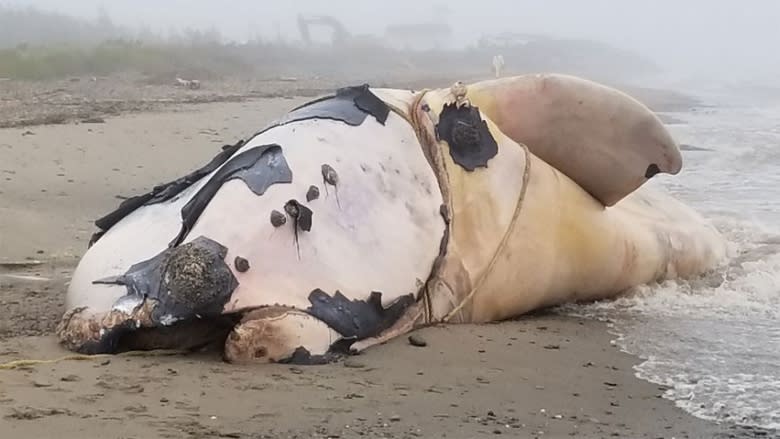 DFO orders fisheries closure in Bay of Fundy after right whale sighting