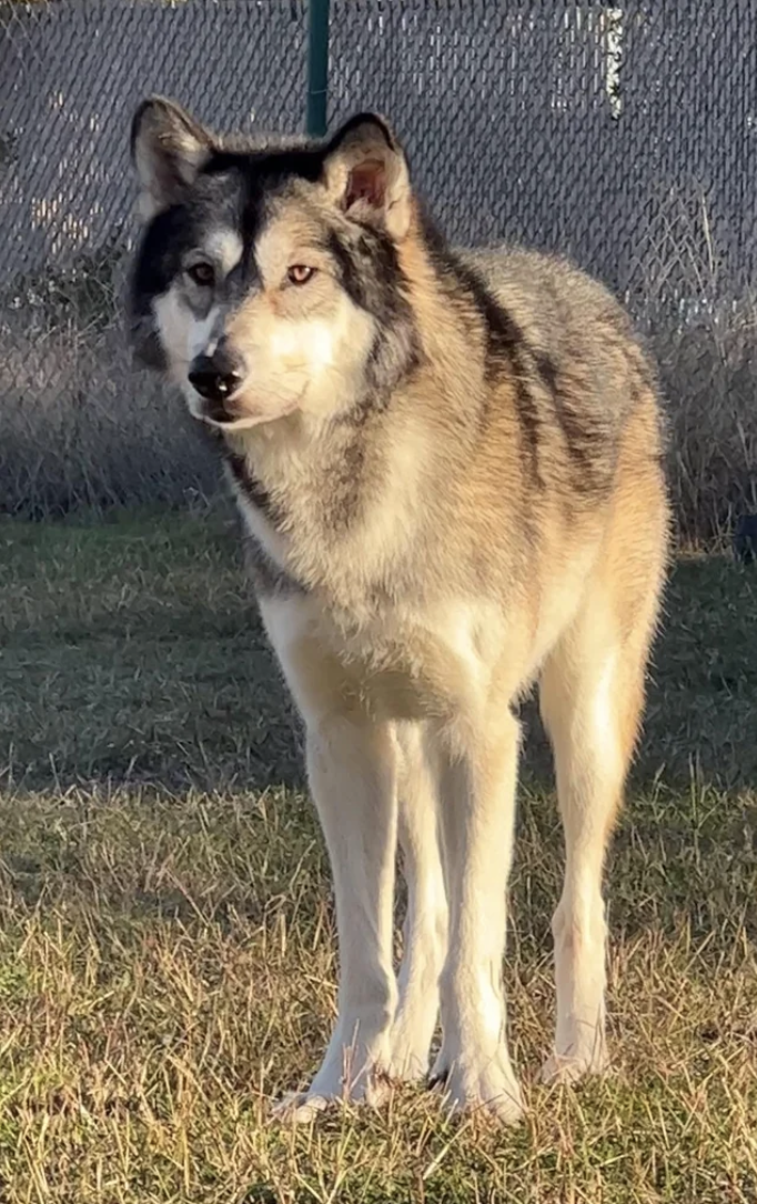 closeup of a dog