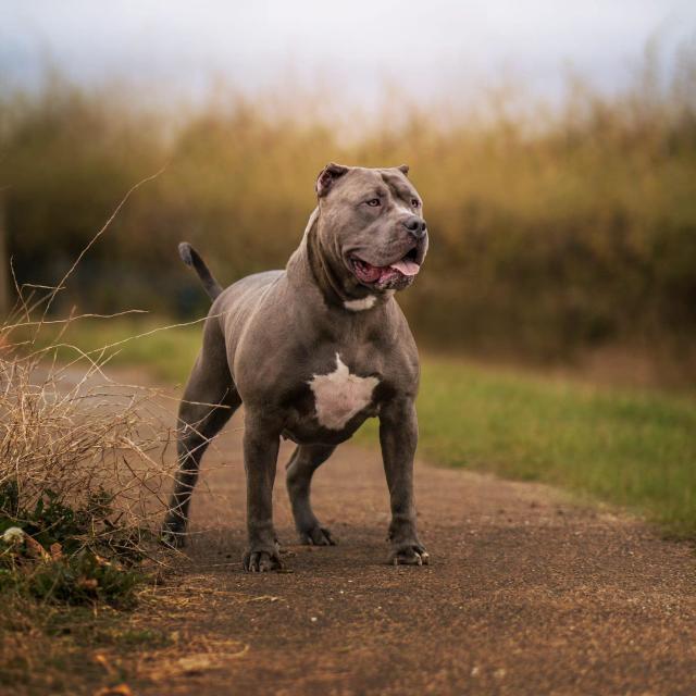 Britain Considers Banning American XL Bully Dogs After Attack On