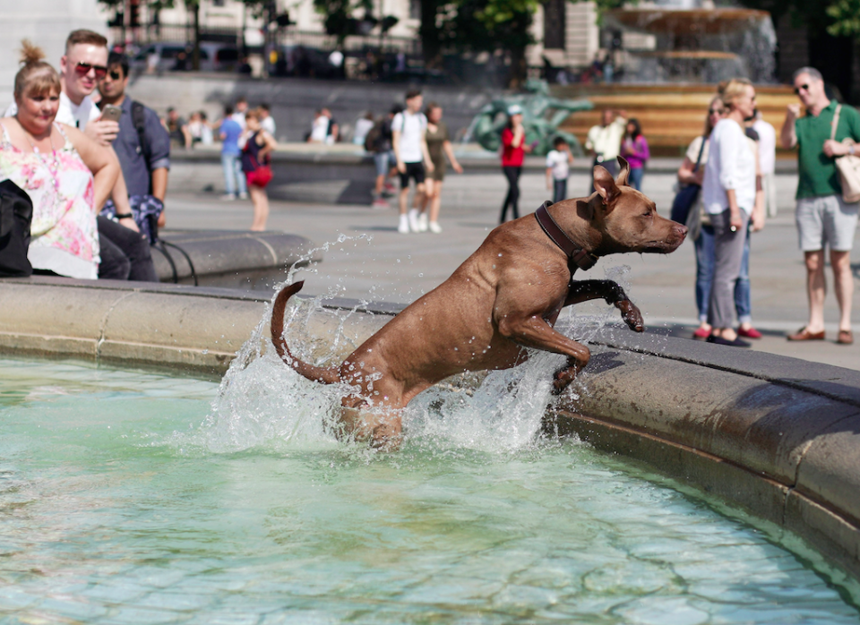 Doggy paddle