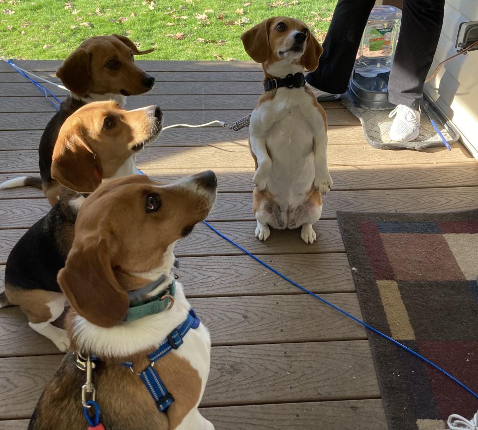 A happy reunion in Beaver County for four beagles adopted from the biggest animal rescue in U.S. history from a Virginia laboratory.