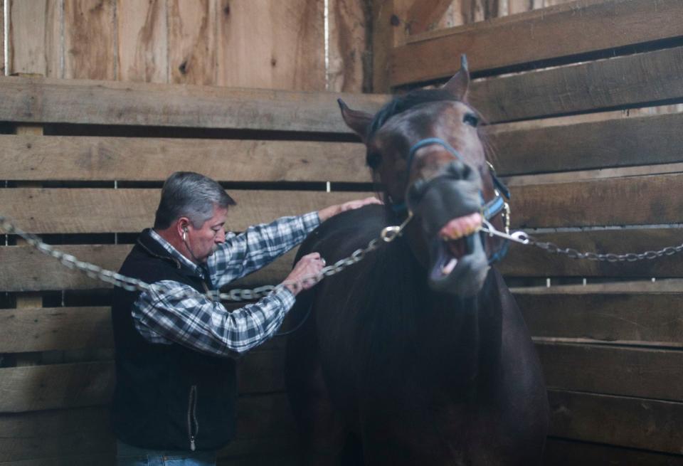 Dr. Andy Roberts preps a horse for castration during a visit at Shawnee Run Farm visit outside Harrodsburg, Ky. recently. Roberts, 56, is a large food/animal vet; and one of only 54 vets that provide care to all the farm animals across Kentucky.