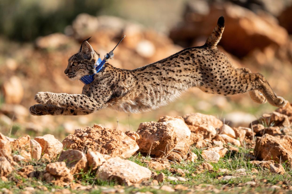 Un lynx ibérique fait ses premiers pas après avoir été relâché dans la Sierra de Arana, en Espagne, le 20 février 2024.