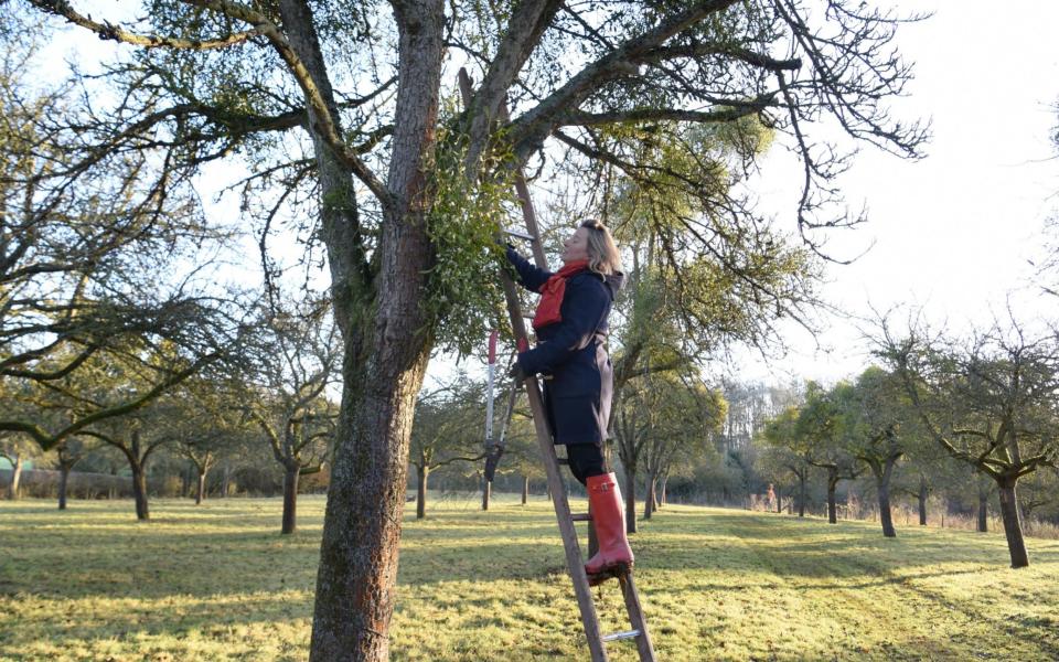 Peta Darnley collecting mistletoe in her Herefordshire orchard  - COPYRIGHT JAY WILLIAMS