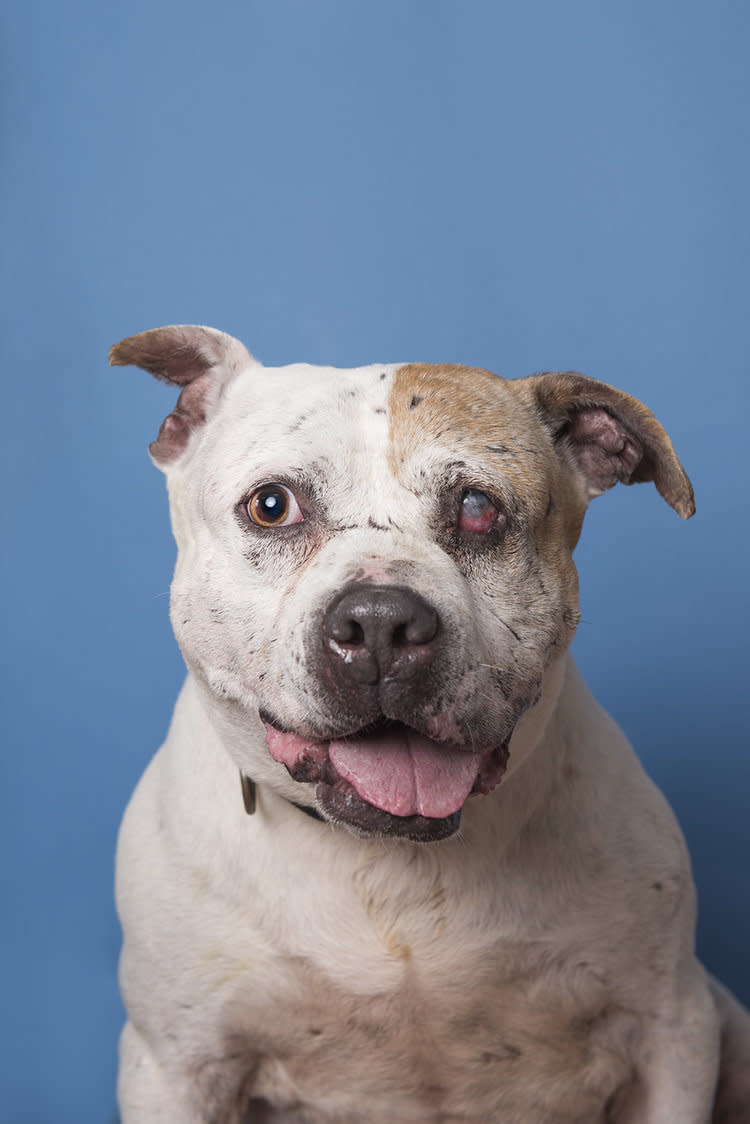 Murdock arrived at the shelter in July 2014, but was unable to been seen by the public nor was he available for adoption until now. The reason is that he was being held as evidence in a cruelty case against his former owner who was arrested for dog fighting.  Finally, the former owner pleaded guilty and Murdock was freed.    Now, Murdock waits for the loving home that he so desperately needs! Murdock is 6.5 years old, and as you can see from his face, he bears the scars inflicted by his owner's despicable actions.   Despite his terrible past, Murdock loves people and he just follows his handler around with a low, wagging tail. He has zero handling issues and walks excellent on leash. This boy, who has clearly been through hell and back, holds no grudges to people; he is a love, a mush, a kisser, a cuddler and everything you’d expect from your furry best friend.    Even though Murdock needs a solo dog household, he can very happily and easily pass a dog on the street without so much as a glance. If there ever was a dog deserving of a second chance and a better life, Murdock is definitively that dog!  Murdock even <a href="https://www.facebook.com/adoptmurdock?fref=ts" target="_blank">has his own Facebook page</a>.  If you would like to know more, please contact the Town of Hempstead Animal Shelter at (516) 785-5220 or <a href="http://www.toh.li/animal-shelter" target="_blank">check out their website</a>. They are located at 3320 Beltagh Avenue, Wantagh, NY 11793.  