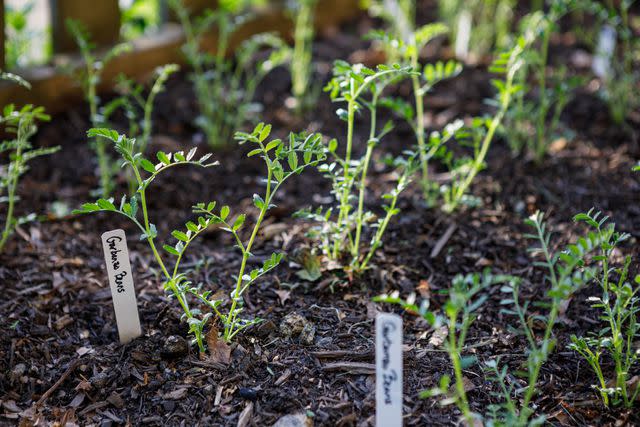 <p>eurobanks / Getty Images</p> Chickpea seedlings