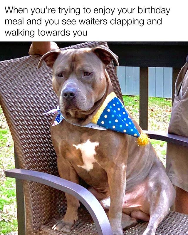 funny happy birthday dog meme