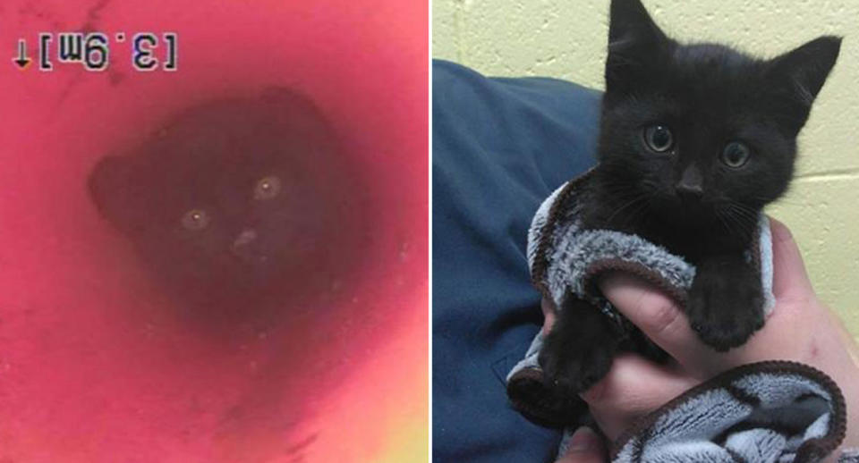 Plumber Dan Groess has adopted a kitten he found trapped in underground piping in British Columbia, Canada. Source: Facebook/ BC SPCA Kamloops & District Branch