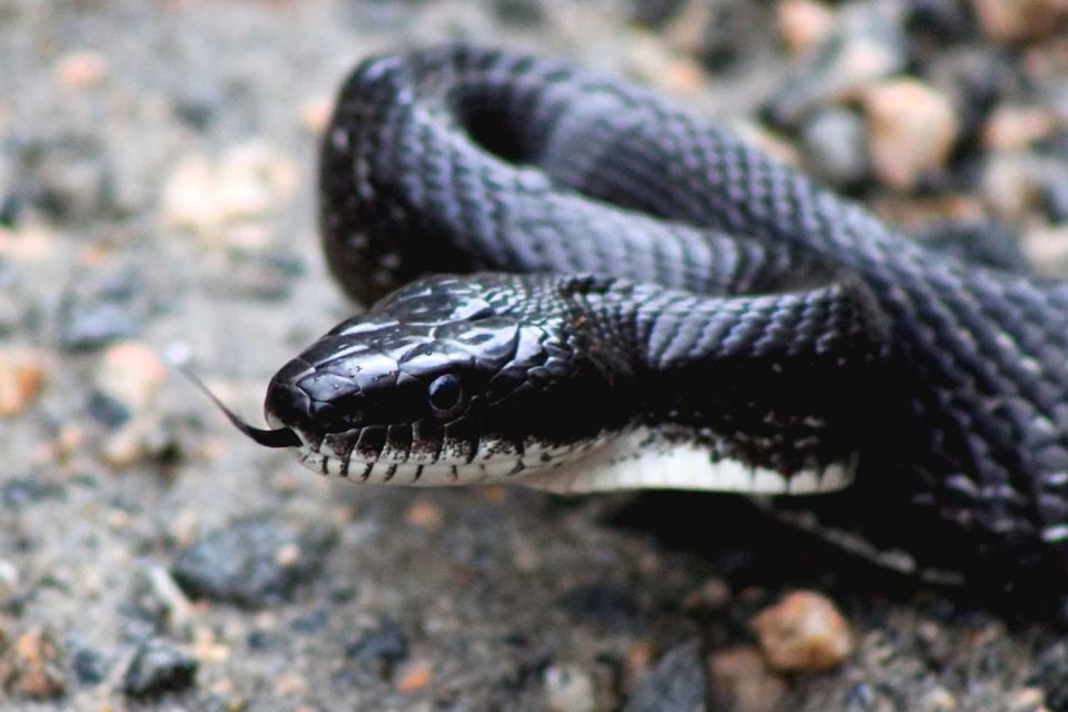 <p>Getty</p> A stock image of a black snake