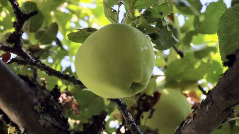 Urban fruit harvesters team up with food share network to provide hand-picked produce