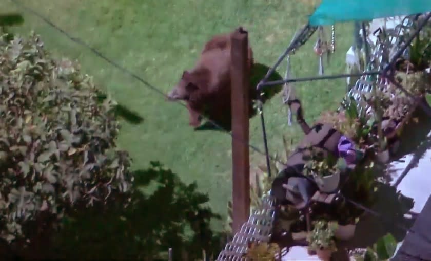 A bear was seen roaming a residential area of Eagle Rock Tuesday night, March 2, 2021.