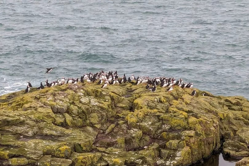 Puffins on Inner Farne