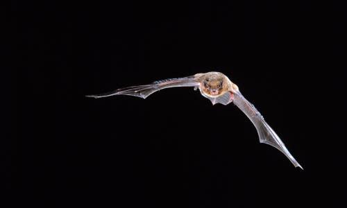 Common Pipistrelle (Pipistrellus nathusii), bat flying at night, Europe