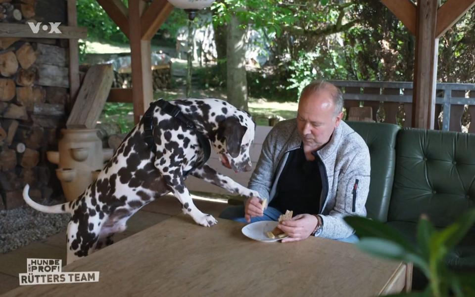 Herrchen Michael kann dem Hund nur schwer Grenzen setzen. (Bild: RTL)