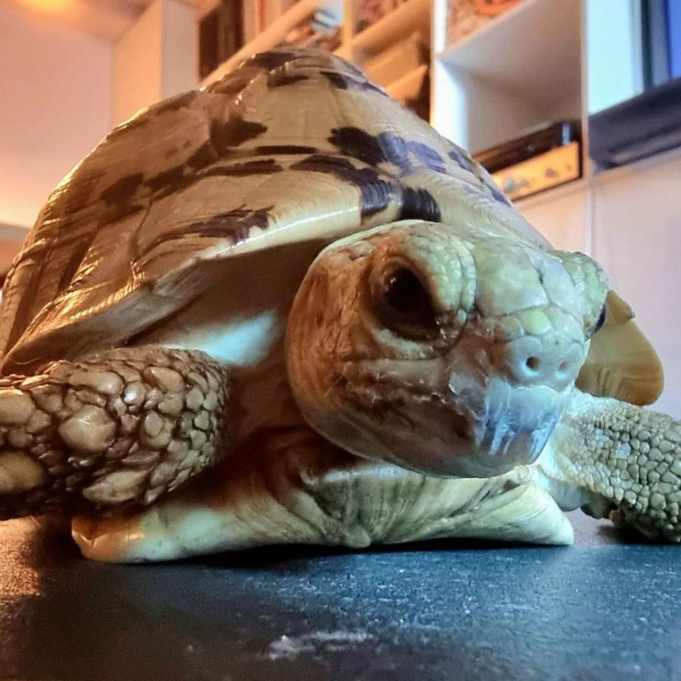 The South Korean actor revealed that he had named his reptile friend Momo after a children’s fantasy novel of the same name written by German author Michael Ende, which was published in 1973. Momo the Leopard Tortoise/Instagram