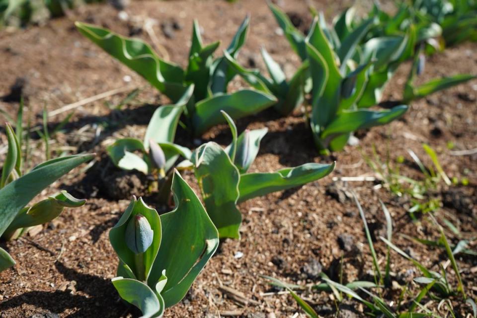 Tulips are budding on Tuesday, March 28, at Tulip Valley Farms in Mount Vernon. The Skagit Valley Tulip Festival started on April 1 but the tulips aren’t expected to bloom for about two weeks.