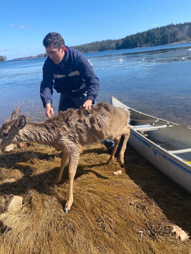 After returning to shore, Isabelle helped the deer out of the boat. For a good five minutes, it stood on the shore, shivering and recovering. 
