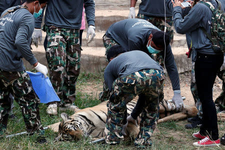 A sedated tiger is stretchered as officials start moving tigers from Thailand's controversial Tiger Temple, a popular tourist destination which has come under fire in recent years over the welfare of its big cats in Kanchanaburi province, west of Bangkok, Thailand, May 30, 2016. REUTERS/Chaiwat Subprasom