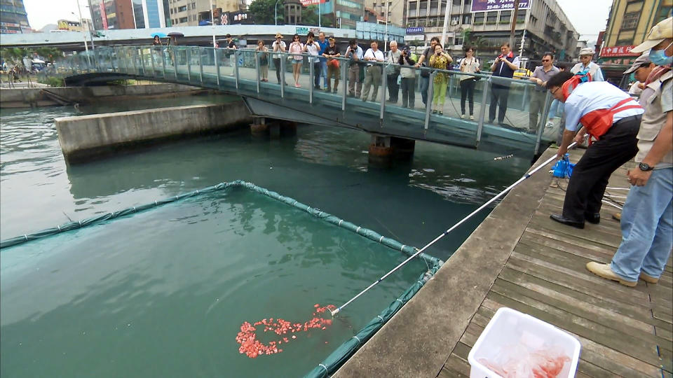 2014年曾經餵食試驗執行將近5個月，黑鳶並沒有到餵食池取食，數量也沒有減少。