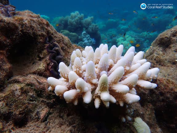 Bleached coral on the Great Barrier Reef, north of Townsville, March 2017.