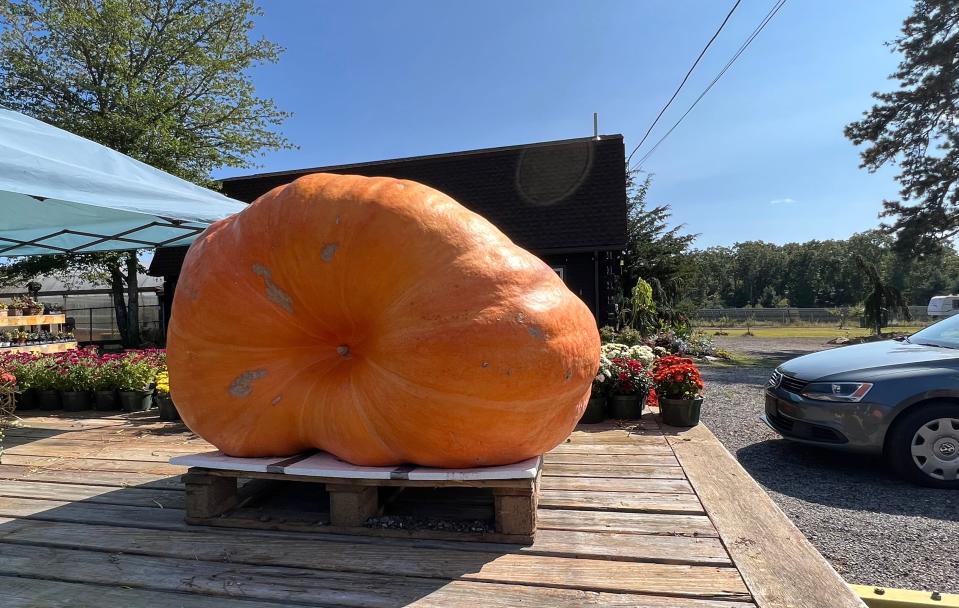 This giant pumpkin will be dropped from a crane and smashed during the Giant Pumpkin Weigh-Off & Fall Festival at Pasquale Farms in Richmond, Rhode Island, on Oct. 7.