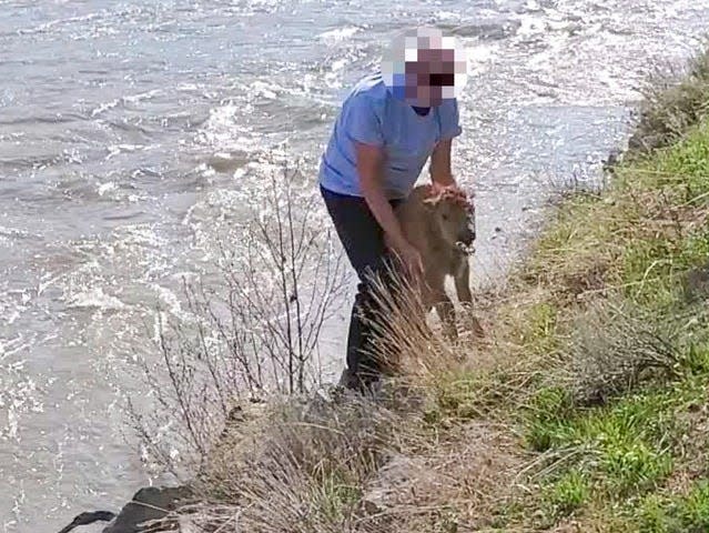 Unidentified man disturbing bison calf in Lamar Valley near the confluence of the Lamar River and Soda Butte Creek in Yellowstone Park