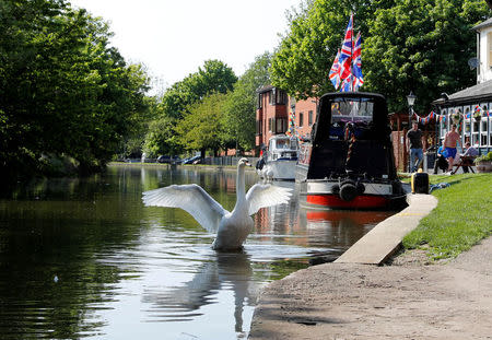 A swan opens its wings by the Grand Union Canal in Loughborough, Britain May 7, 2018. REUTERS/Darren Staples