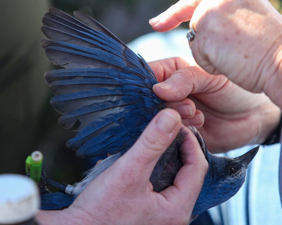 Monica Folk, an endangered species biologist hired by Indian River County and Ashley Lingwood, Indian River County’s conservation lands program coordinator, carefully hold a Florida scrub jay to observe its wings after banding the juvenile bird, Feb. 1, 2024, at Wabasso Scrub Conservation Area.