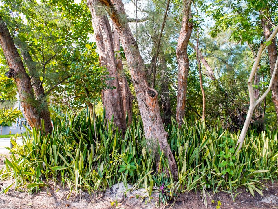 A bunch of trees clumped together in Coconut Grove