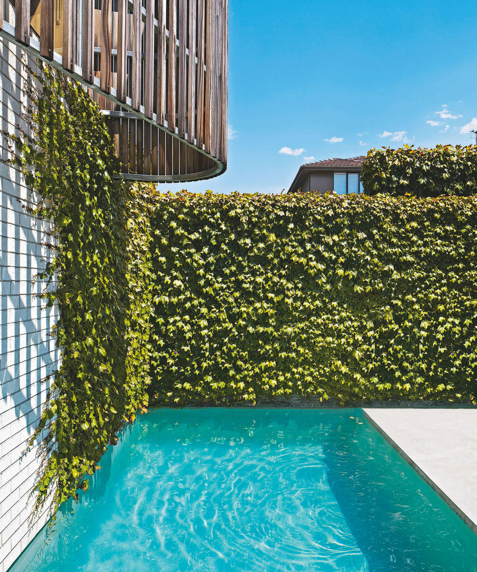 8. Add shade and privacy with ivy